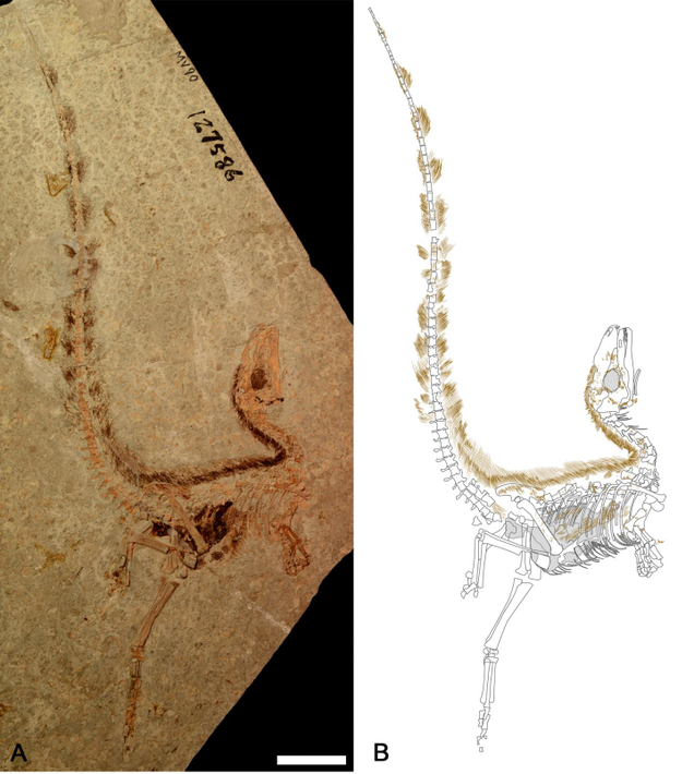 A fossil of Sinosauropteryx used in the study. (Image: University of Bristol)